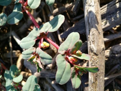 Euphorbia peplis - Euphorbiaceae
