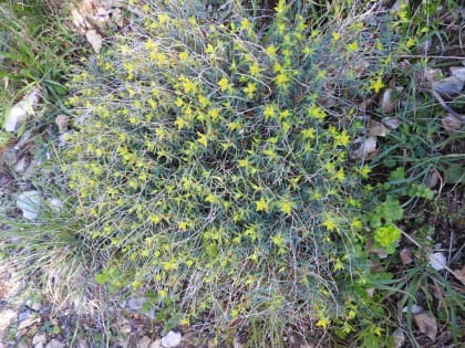 Euphorbia spinosa - Euphorbiaceae