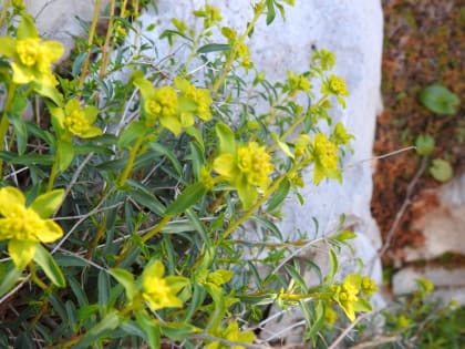 Euphorbia spinosa - Euphorbiaceae