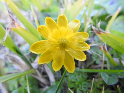 Ficaria verna - Ranunculaceae