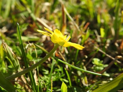 Ficaria verna - Ranunculaceae