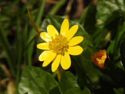 Ficaria verna - Ranunculaceae