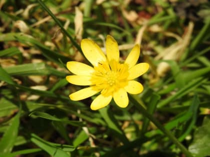 Ficaria verna - Ranunculaceae