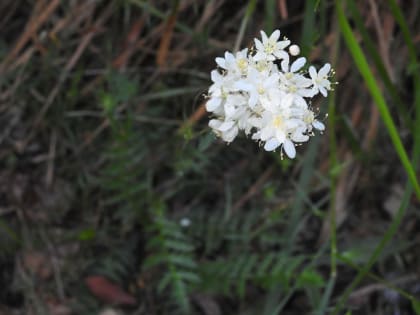 Filipendula vulgaris - Rosaceae