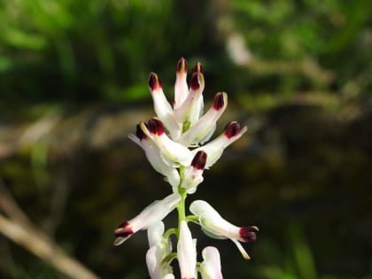 Fumaria capreolata - Papaveraceae