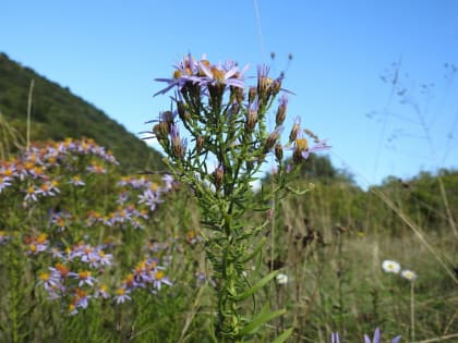 Galatella sedifolia - Asteraceae