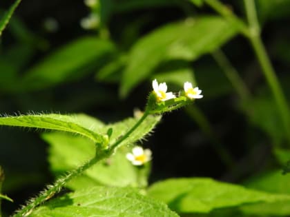 Galinsoga quadriradiata - Asteraceae