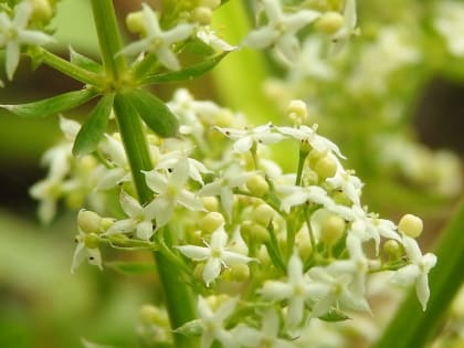 Galium album - Rubiaceae