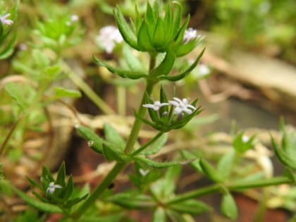 Galium aparine - Rubiaceae