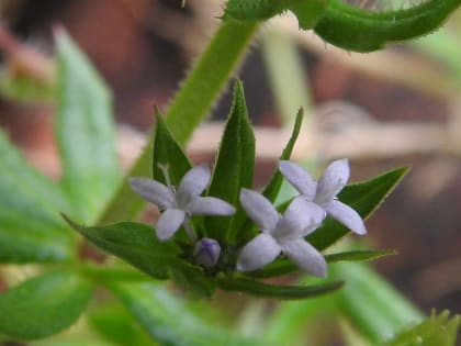 Galium aparine - Rubiaceae