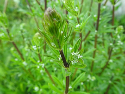 Galium aparine - Rubiaceae