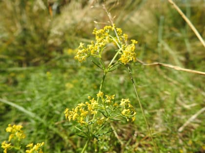 Galium verum - Rubiaceae