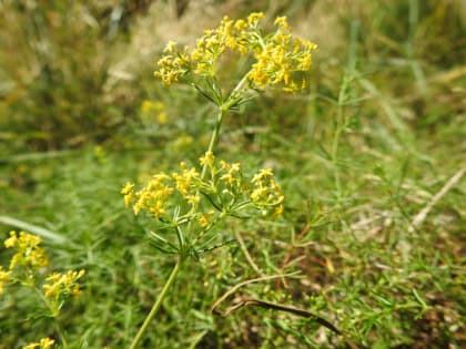 Galium verum - Rubiaceae