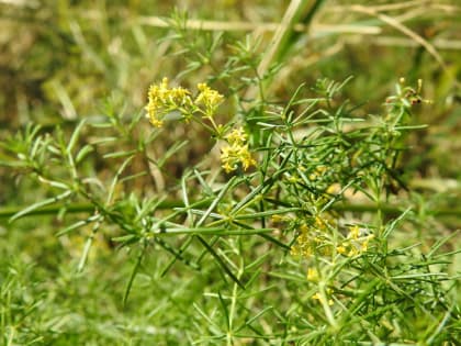 Galium verum - Rubiaceae