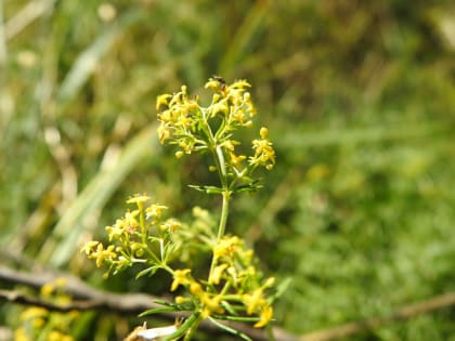 Galium verum - Rubiaceae