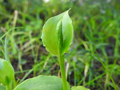 Gennaria diphylla - Orchidaceae