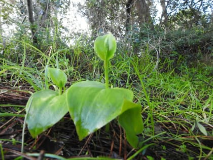 Gennaria diphylla - Orchidaceae