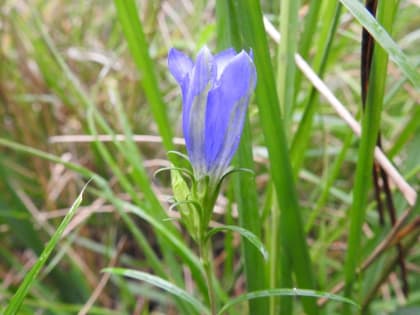 Gentiana pneumonanthe - Gentianaceae