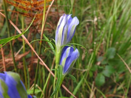 Gentiana pneumonanthe - Gentianaceae