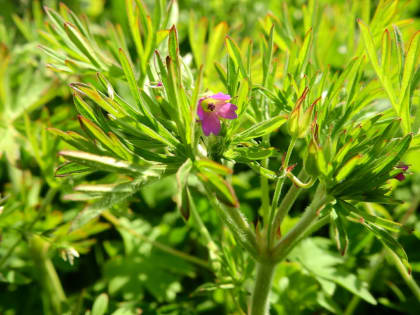 Geranium dissectum - Geraniaceae