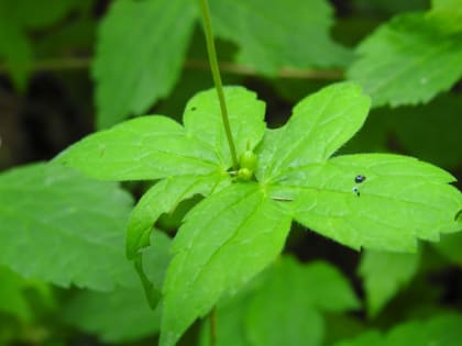 Geranium nodosum - Geraniaceae