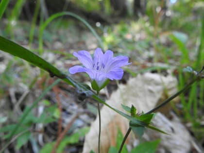 Geranium nodosum - Geraniaceae