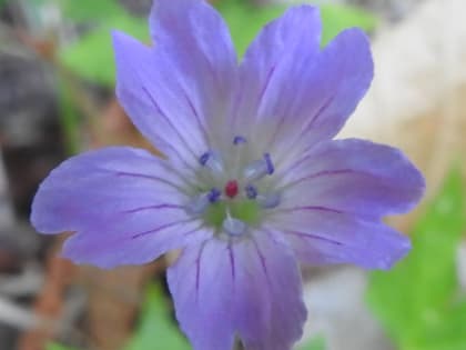 Geranium nodosum - Geraniaceae