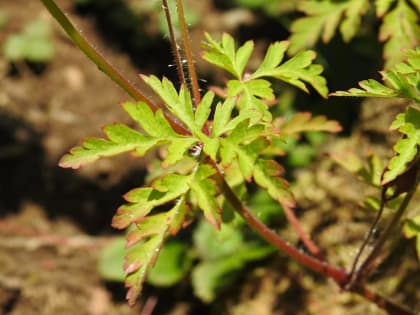 Geranium robertianum - Geraniaceae