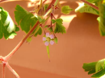 Geranium rotundifolium - Geraniaceae