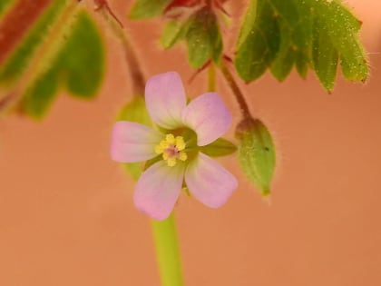 Geranium rotundifolium - Geraniaceae