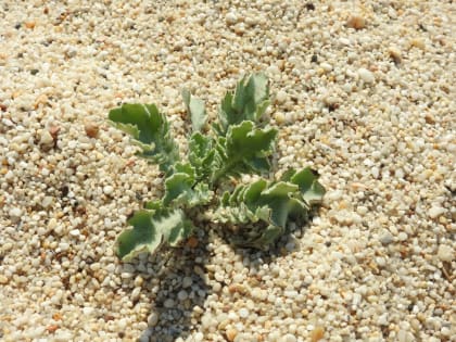 Glaucium flavum - Papaveraceae