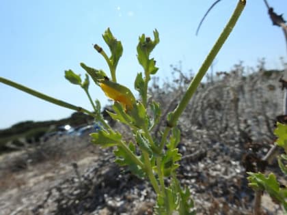 Glaucium flavum - Papaveraceae