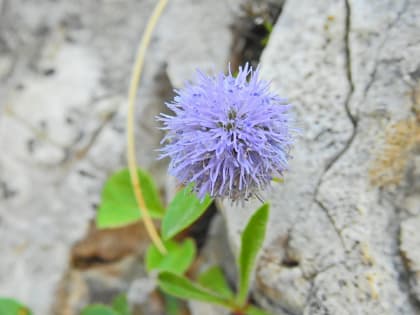 Globularia incanescens - Plantaginaceae