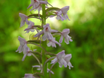 Gymnadenia conopsea - Orchidaceae