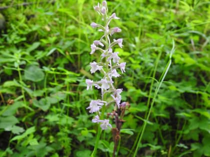 Gymnadenia conopsea - Orchidaceae