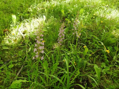 Gymnadenia conopsea - Orchidaceae