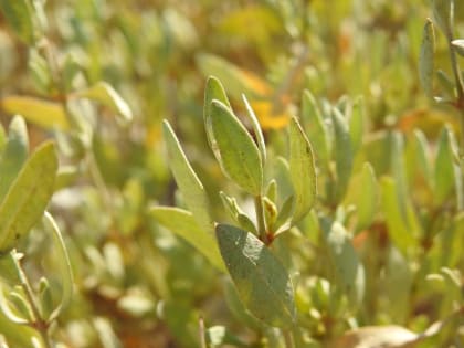 Halimione portulacoides - Chenopodiaceae