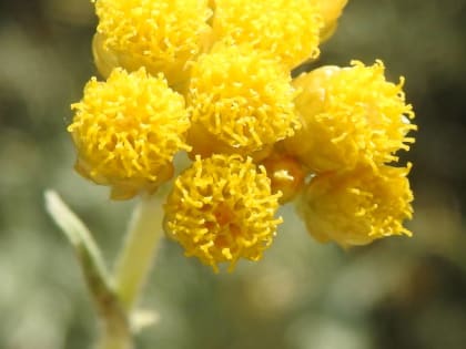 Helichrysum stoechas - Asteraceae