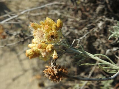 Helichrysum stoechas - Asteraceae