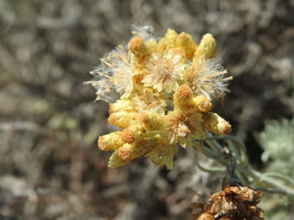 Helichrysum stoechas - Asteraceae