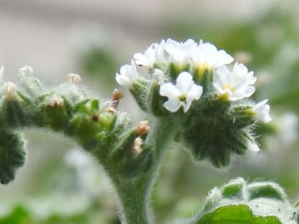 Heliotropium europaeum - Boraginaceae