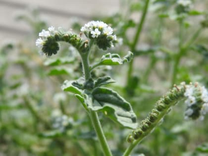 Heliotropium europaeum - Boraginaceae