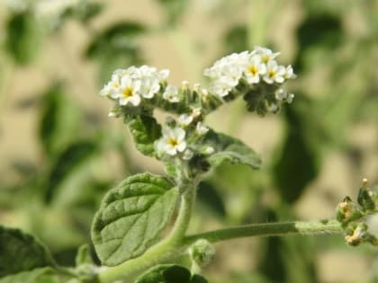 Heliotropium europaeum - Boraginaceae