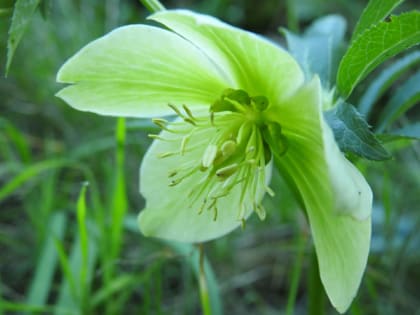 Helleborus viridis - Ranunculaceae