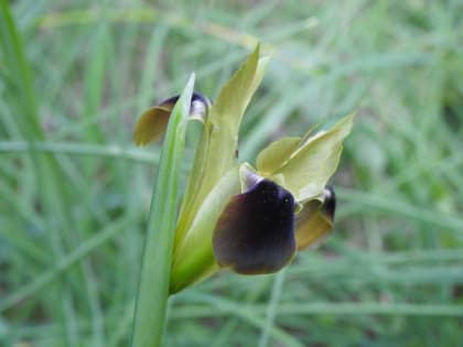 Hermodactylus tuberosus - Iridaceae