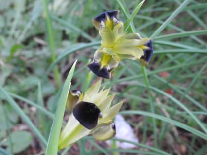 Hermodactylus tuberosus - Iridaceae