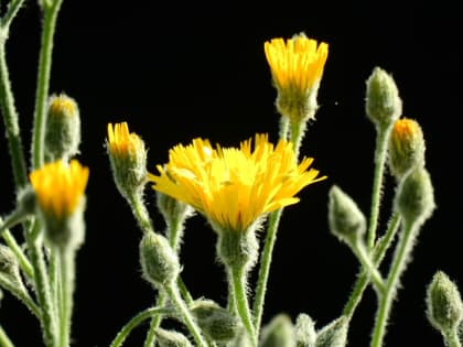 Hieracium tomentosum - Asteraceae