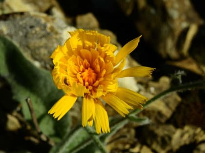 Hieracium tomentosum - Asteraceae