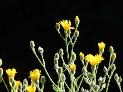 Hieracium tomentosum - Asteraceae