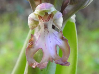 Himantoglossum robertianum - Orchidaceae